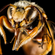 Image for article titled These Exquisite Bee Photographs Reveal Every Delicate Hair, Antenna, and Wing
